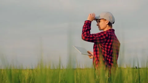 Farmer field wheat, work hand tablet, farmer agriculture tablet, wheat field Stock Footage 245950903