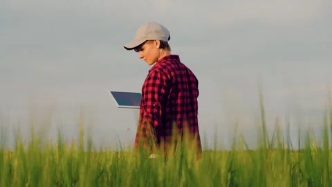 Farmer field wheat, work hand tablet, farmer agriculture tablet, wheat field Stock Footage 246180591