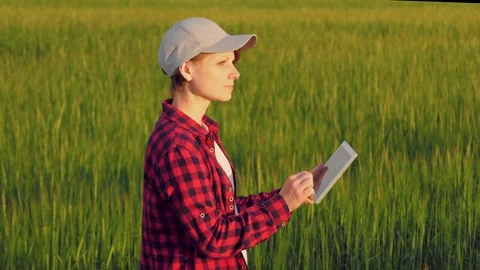Farmer field wheat, work hand tablet, farmer agriculture tablet, wheat field Stock Footage 246597953
