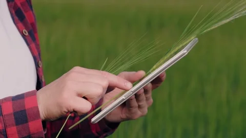 Farmer field wheat, work hand tablet, farmer agriculture hand tablet, wheat Stock Footage 246723607