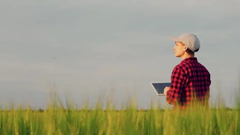 Farmer field wheat, work hand tablet, farmer agriculture tablet, wheat field Stock Footage 246946876