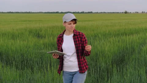 Farmer field wheat, work hand tablet, farmer agriculture tablet, wheat field Stock Footage 247129806