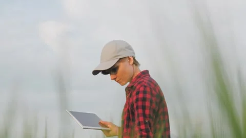 Farmer field wheat, work hand tablet, farmer agriculture tablet, wheat field Stock Footage 247857726
