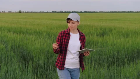 Farmer field wheat, work hand tablet, farmer agriculture tablet, wheat field Stock Footage 247857915
