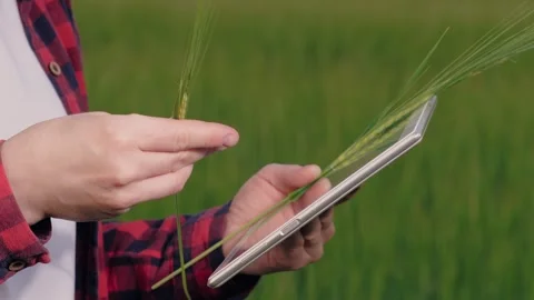 Farmer field wheat, work hand tablet, farmer agriculture hand tablet, wheat Stock Footage 247857931