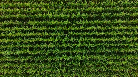 Farmer field with young green corn growing across patterned soil. Rural crop 動画素材 333580265