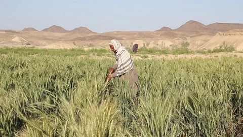 Farmer in fields Stock Footage 202126195
