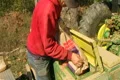 Farmer Filling Seeder With Wheat Footage