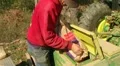 Farmer Filling Seeder With Wheat HD Footage