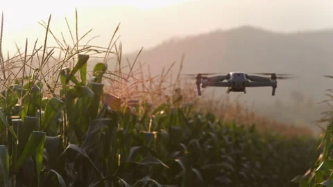 Farmer flying with drone survey in the corn maze field at evening Stock Footage 171122806