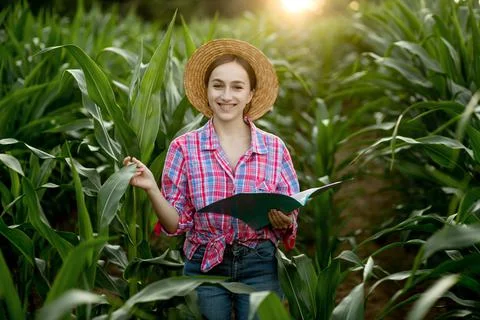 Farmer with a folder stands in a corn field and checks the growth of vegetabl Stock Photos