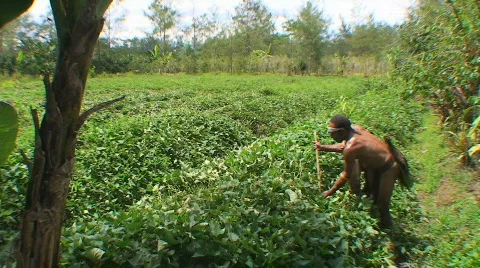 Farmer 動画素材 369121