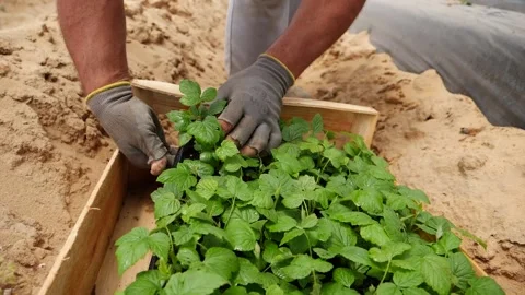 Farmer 스톡 동영상 202635646