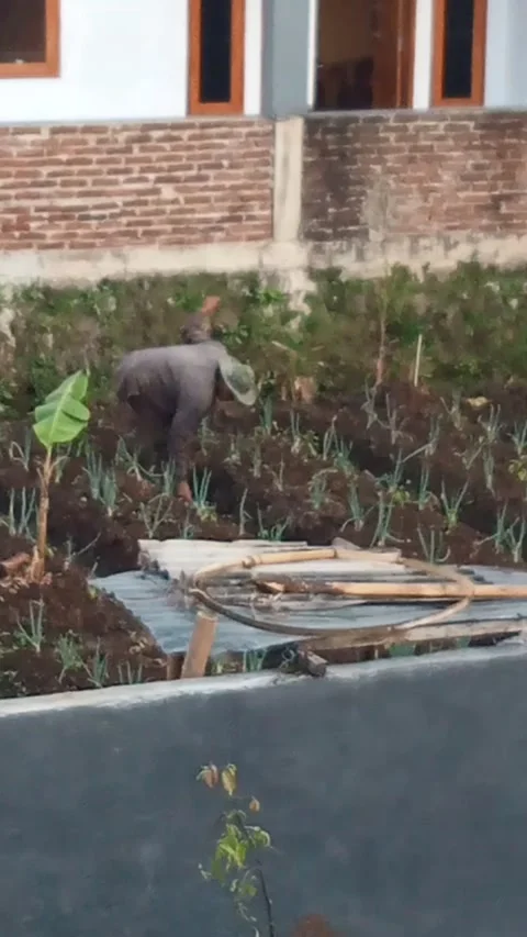 A Farmer Stock Footage 209711231