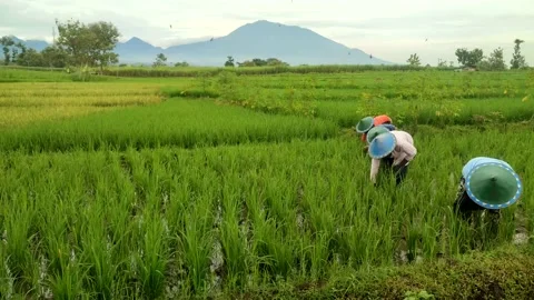 Farmer Stock Footage 237798572