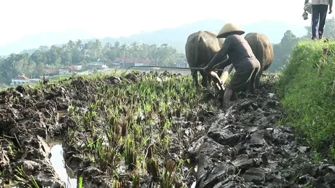 Farmer Stock-Footage 333299099