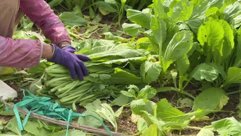 A farmer forms a tight bundle of recently cut mustard leaves, emphasizing Stock Footage 327594233