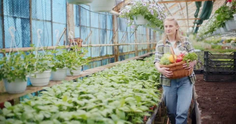 Farmer With Fresh Vegetables In Greenhouse. Stock Footage 246830693