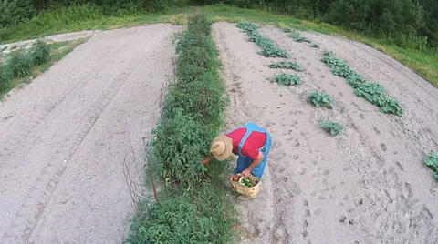 Farmer Gardening Vidéo 39817615