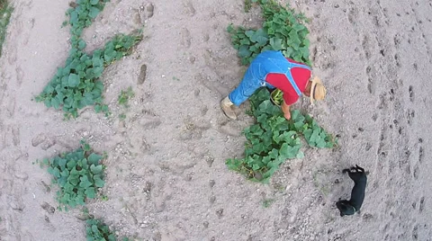 Farmer Gardening 動画素材 39817873