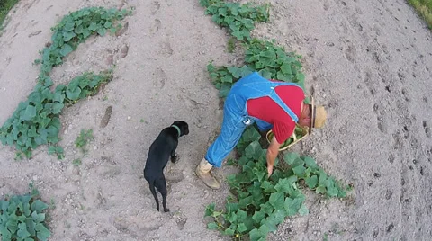 Farmer Gardening Vídeo Stock 39818010