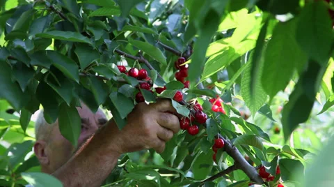 Farmer gathering cherries from cherry tree, picking  ripe summer fruits Stock Footage 39655764
