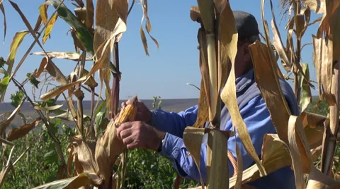 Farmer gathering corn, harvesting corn, organic farm, local produce, corn field2 Stock Footage 30508731