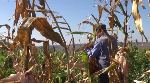 Farmer gathering corn, harvesting corn, organic farm, local produce, corn field Stock Footage 32714497