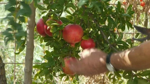 Farmer gathers harvest / horticulture / agriculture / cultivation / crop  Stock Footage