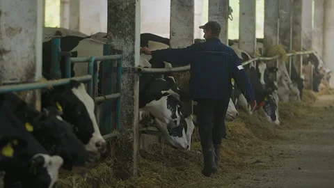 Farmer giving hay grass fodder for the cattle livestock cows at the shed Vídeo Stock 280948144