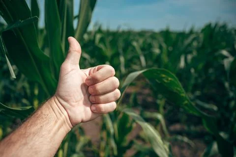 Farmer giving a thumbs-up gesture while standing in a lush green cornfield... Stock Photos