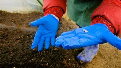 Farmer in gloves holds seeds in hands Vidéo 128200643