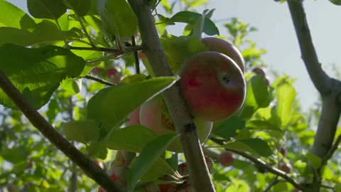 Farmer in gloves picking apples from the tree. Stock Footage 107271973