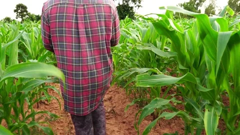 Farmer In Goes Through the Corn Field Stock Footage 159754573