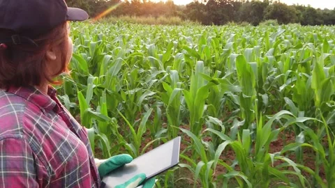 Farmer In Goes Through the Corn Field Stock Footage 159949081