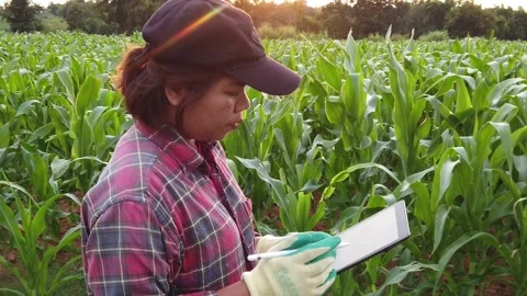 Farmer In Goes Through the Corn Field Stock Footage 159949094