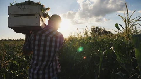 Farmer going on the field with a full wooden box of corn Stock Footage