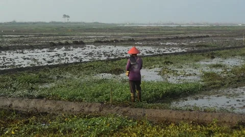 Farmer going on ricefield Stock Footage 277669747
