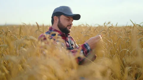 Farmer in golden rye fields in summer day, agribusiness and agronomy, eco farm. Stock Footage 341565622