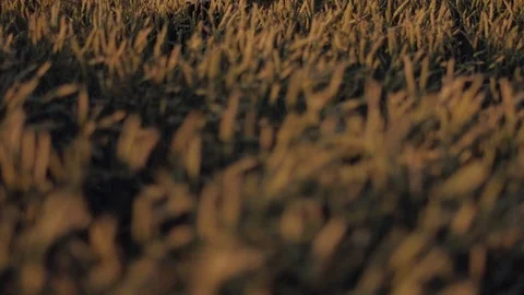 Farmer With a Gray Beard at Work, Uses Digital Tablet in Agriculture on Sunset Stock Footage 78040842