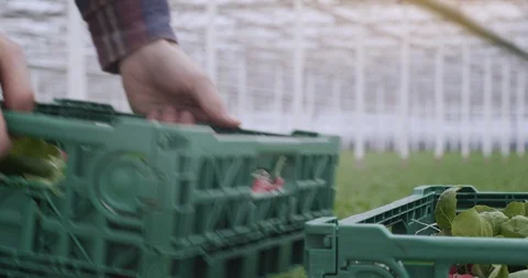 Farmer greenhouse close up Video stock 87572168