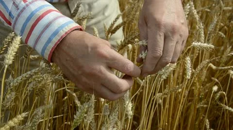 Farmer  grind and looking crop  ears 스톡 동영상 11805791