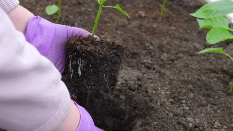 Farmer growing vegetables Stock Footage 279498086