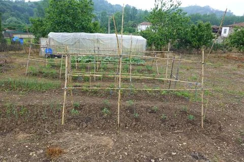 Farmer growing vegetables using bamboo frame and greenhouse in orchard Stock Photos