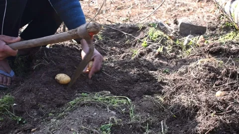 A farmer grows potatoes from the field Stock Footage 152030269