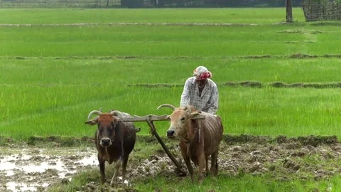 Farmer Guiding Oxen Through Paddy Field Stock Footage 336531640