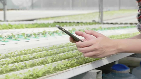 Farmer hand are using a smartphone to check the vegetables in the farm. Stock Footage 139287281