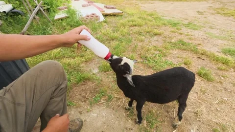 Farmer hand bottle feeding a cute hungry black baby lamb with milk, close up Stock Footage 339813189