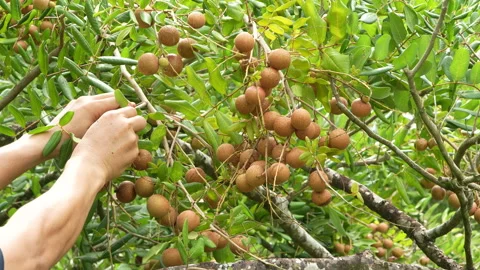 Farmer Hand Breaking Heavy Ripe Longan Fruit Bunch From Tree 動画素材 337231350