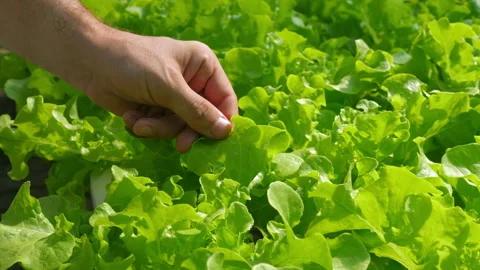 Farmer hand checking fresh green lettuce from vibrant vegetable garden Stock Footage 280585729